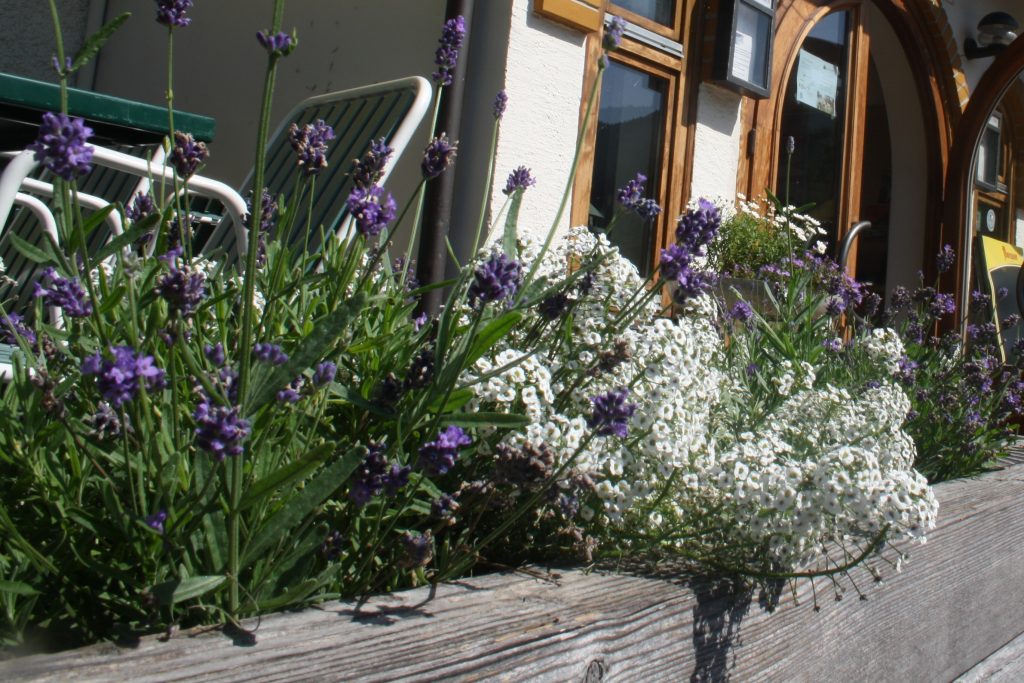 bloemenwandelweken gasthof auwirt oostenrijk glutenvrije vakantie